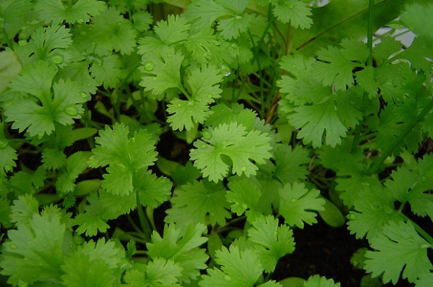 Coriander which can be infused in hot water for drinking